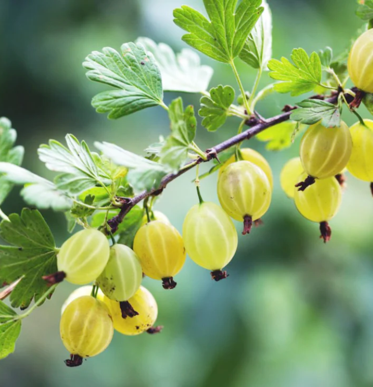 amla berry image