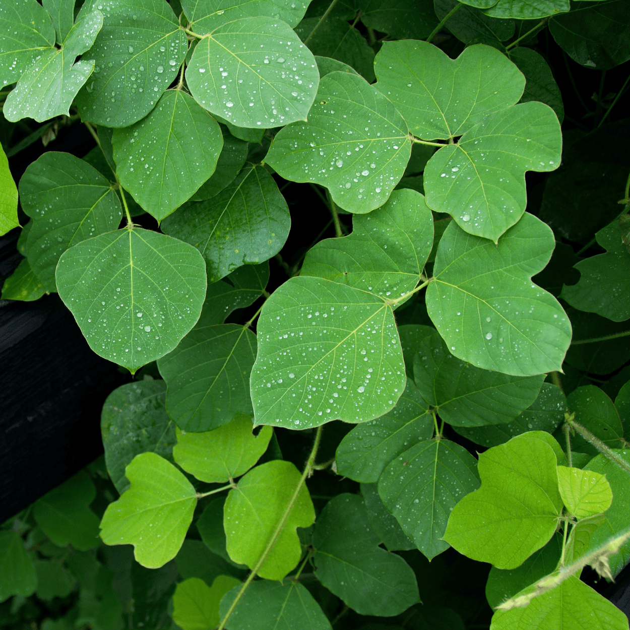 Kudzu Extract – a plant-derived ingredient known for strengthening hair, improving elasticity, and protecting against breakage