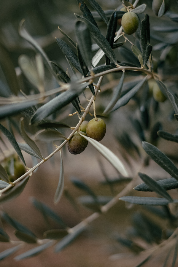 Olive branch with green olives on a blurred background