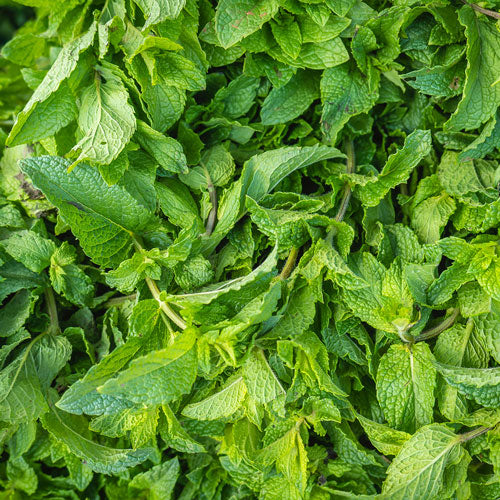 peppermint oil for hair